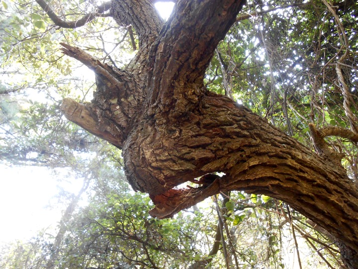 Gnarly Tree at First Landing State Park
